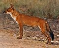 Een Aziatische wilde hond (Cuon alpinus) in India