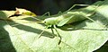 Ordnung:Langfühlerschrecken Familie:Laubheuschrecken Art:Meconema thallassinum Geschlecht:weiblich