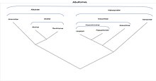 Cladogramme montrant les relations entre les taxons de l'ordre des Albuliformes. D'après Greenwood (1977).