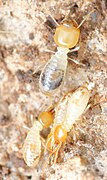 Inside the nest of the fungus-cultivating termite Ancistrotermes