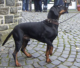 Brachet noir et feu.