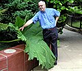 Blad van Gunnera manicata