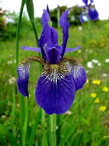 Iris sanguinea 01.JPG