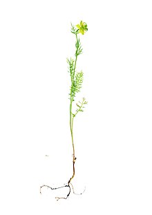 a botanical scan of Nigella ciliaris