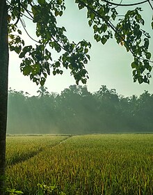 നെൽപ്പാടം,പുല്ലയിൽ