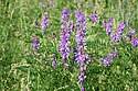 Smalklapu vīķis (Vicia tenuifolia)