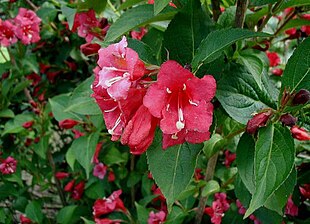 Weigela x hybrida