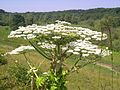 Kæmpe-bjørneklo i blomst. Farum Naturpark.