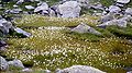 Eriophorum scheuchzeri