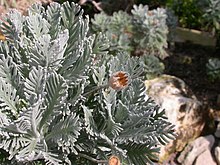 Euryops pectinatus 1.jpg