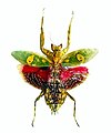 Самиця Creobroter gemmatus