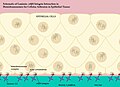 2012年11月19日 (月) 23:31時点における版のサムネイル