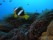 A. latifasciatus (Madagascar anemonefish) showing the distinctive forked tail