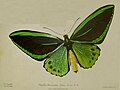 Ornithoptera priamus arruana メガネトリバネアゲハ アルアナ亜種♂