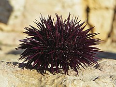 Paracentrotus lividus, babi laut biasa (Euechinoidea, dari infrakelas Carinacea)