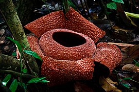 Rafflesia zollingeriana ✓