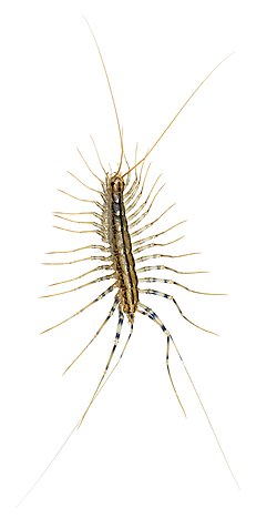 Scutigera coleoptrata, uma das espécies mais comuns do grupo.