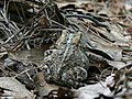 Back of eastern American toad with markings and warts