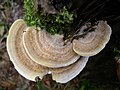 Karpotoji kempė (Trametes suaveolens)