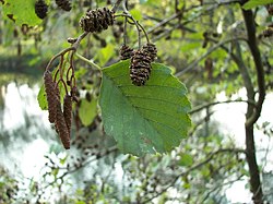 Melnalksnis (Alnus glutinosa)