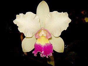 Rhyncholaeliocattleya 'Nobile's carnival'