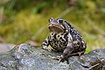 American toad (Bufo americanus)