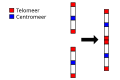 Samensmelting van de mensaap-chromosomen