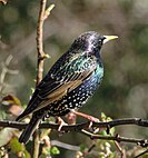 Colourful starling in profile