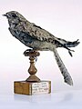 Egyptian nightjar