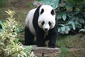 Panda-gigante no Ocean Park Hong Kong.