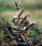 Baljor hos lupinen Lupinus rivularis.