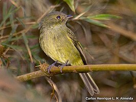 Pinto's tiranmanakin