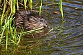 Rat musqué dans le ruisseau de la Friponne