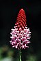 Primula vialii