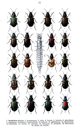 Bembidion spp.