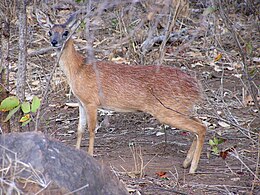 Nőstény Sharpe-őszantilop a Kruger Nemzeti Parkban