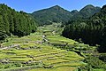 Yotsuyaning ming guruch maydonlari (Yotsuya Senmaida)