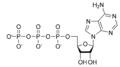 Adenosine triphosphate