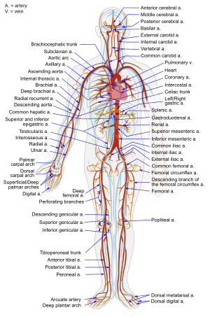 İnsanın arterial sistemi