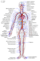 Sistemul arterial