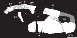 Asperoris