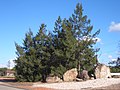 Grand Avenue, decorative rocks