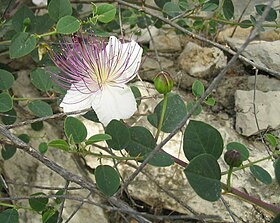 Capparis spinosa