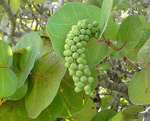 Uva kokolobo, Coccoloba uvifera