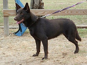 Un australian kelpie femelle