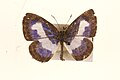 Male.Upperside.Museum specimens from Malaya