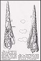 Holotype rostrum of Protosphyraena nitida (from Hay, 1903)