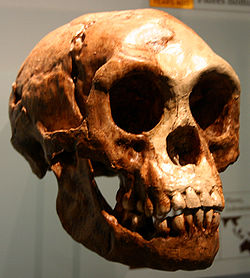 Caveira dun Homo floresiensis