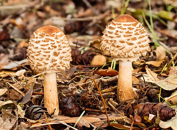 在棲息地中��兩朵新生的青褶伞属粗鱗大環柄菇（Chlorophyllum rhacodes），使用16張照片焦点合成。