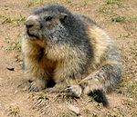 Marmota alpina